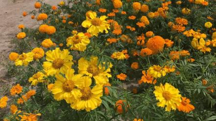 Agricultores de Soledad “dan vida” al Día de Muertos con siembra anual de cempasúchil