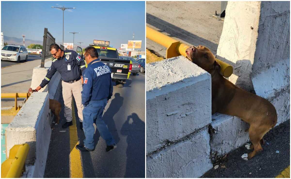 Rescatan a perrito atrapado en carriles centrales de Salvador Nava en la capital potosina