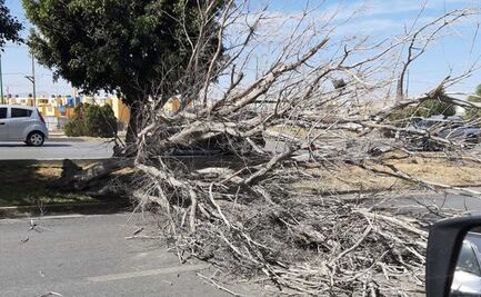 Reportan caída de árboles en la capital potosina por fuertes ráfagas de viento