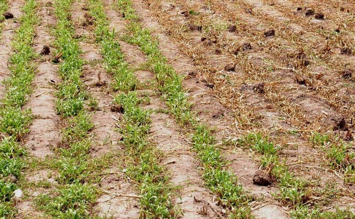 Plantean declaratoria de desastre natural ante afectaciones al campo por sequía en SLP