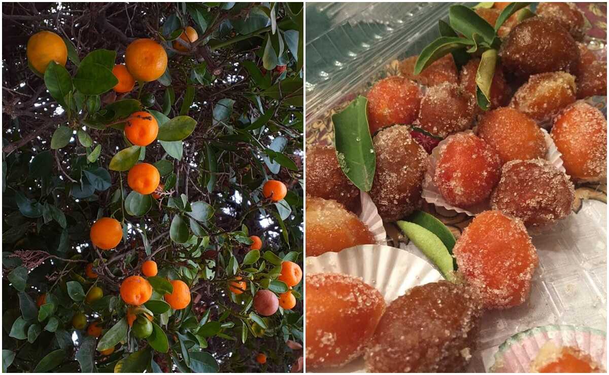 Naranjitas Kumquat: el dulce tradicional navideño que es orgullo de Rioverde