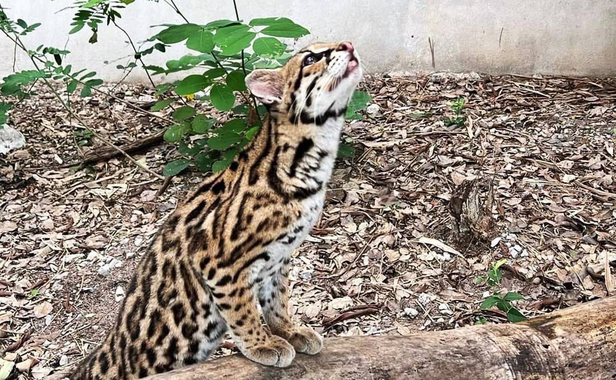 Huasteca Potosina, zona de riesgo para grandes felinos por caza para venta ilegal y comercio de pieles