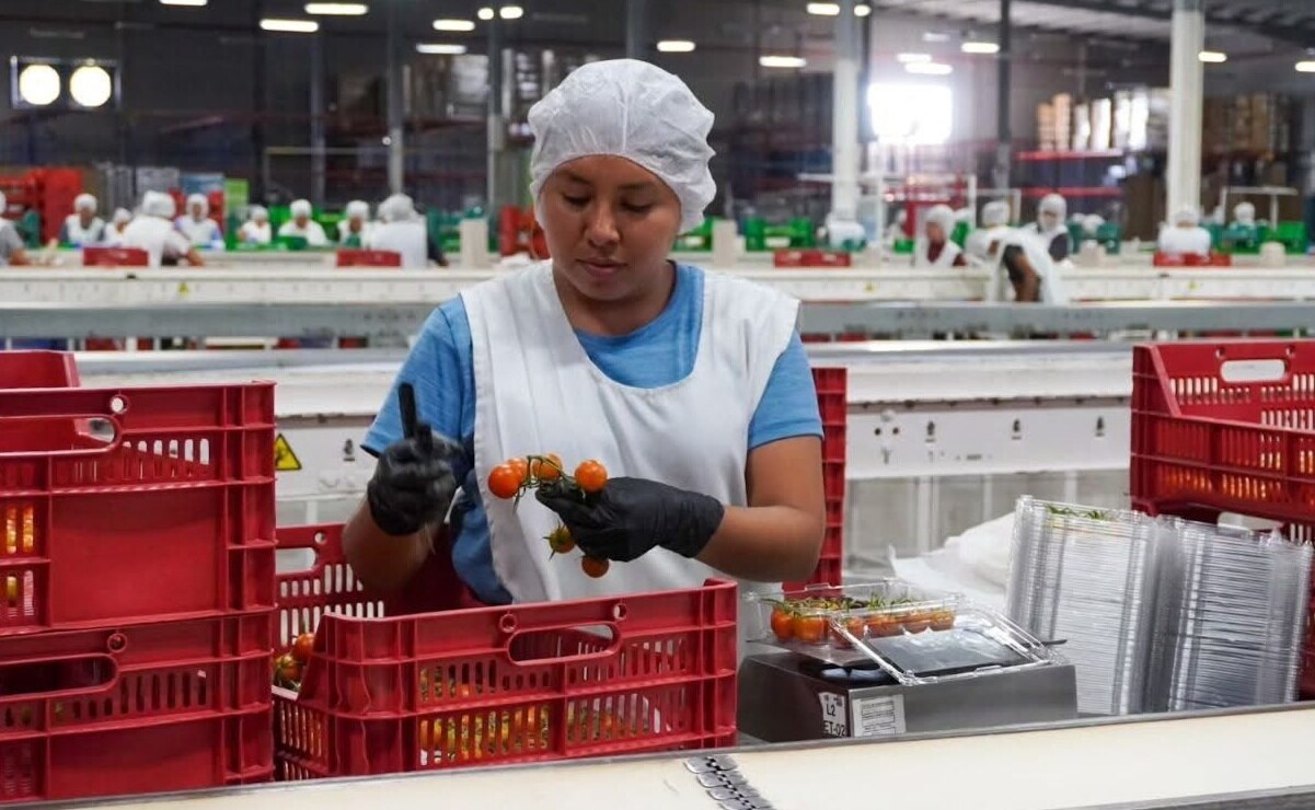 Productores de jitomate estiman severas afectaciones por la imposición de aranceles. Fotos: SEDARH