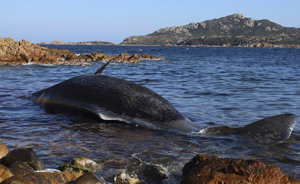 Encuentran ballena muerta con 22 kilos de plástico en el estómago en Italia