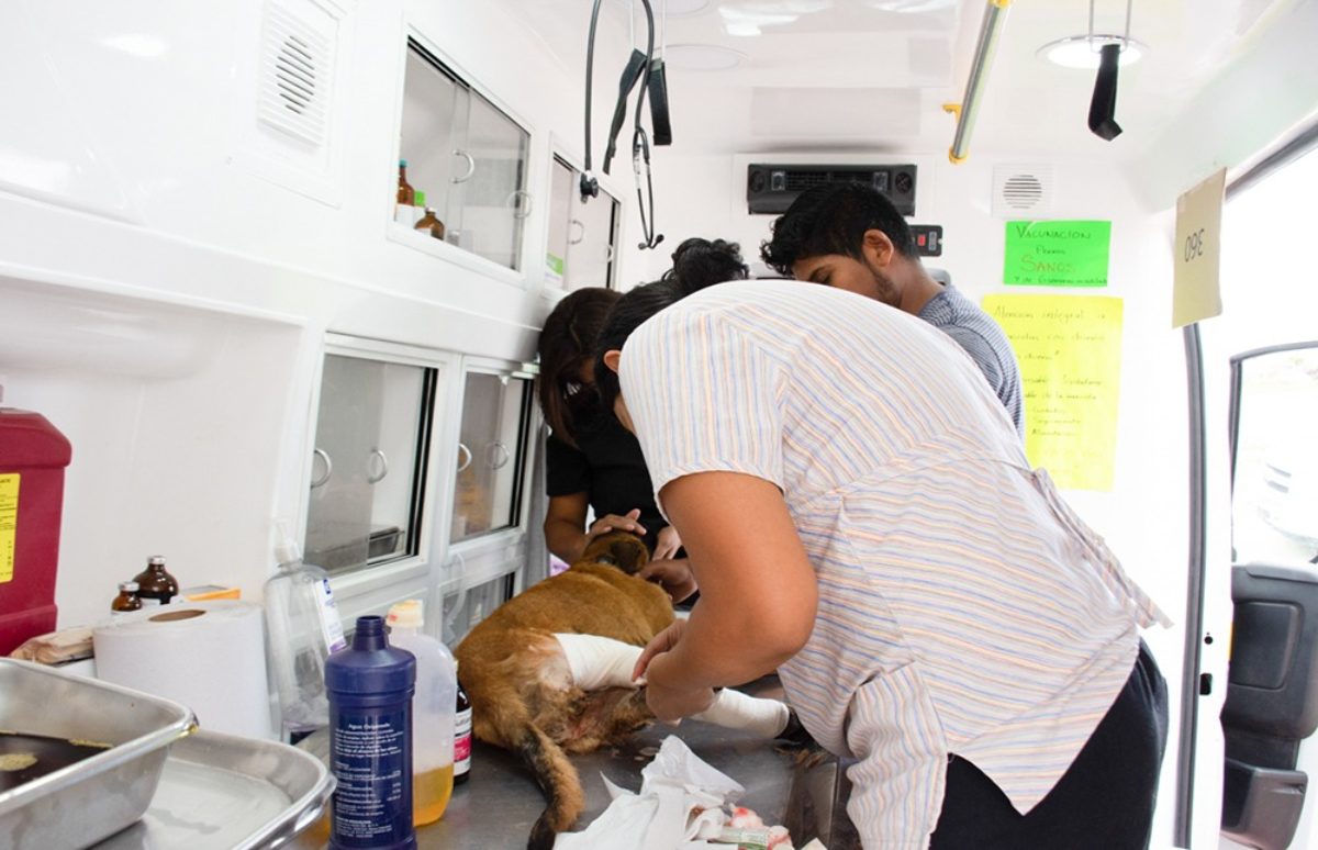 “Ambudog” ha brindado 5 mil atenciones gratuitas a mascotas