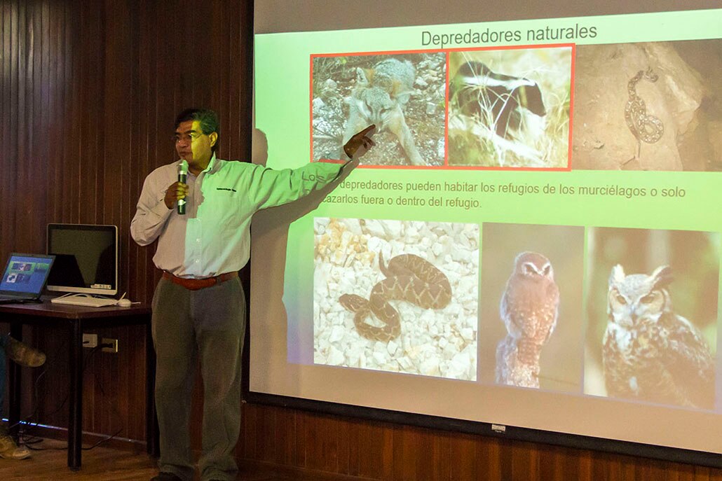 Murciélago, principal transmisor de rabia bovina: especialista  