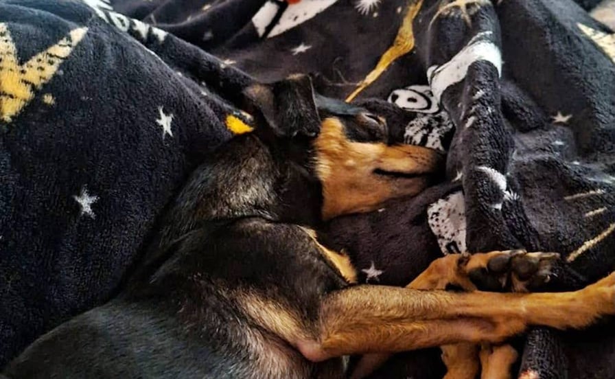 ¿Viajas con tu lomito? Estos hoteles de San Luis Potosí ya permiten hospedarte con tu perro