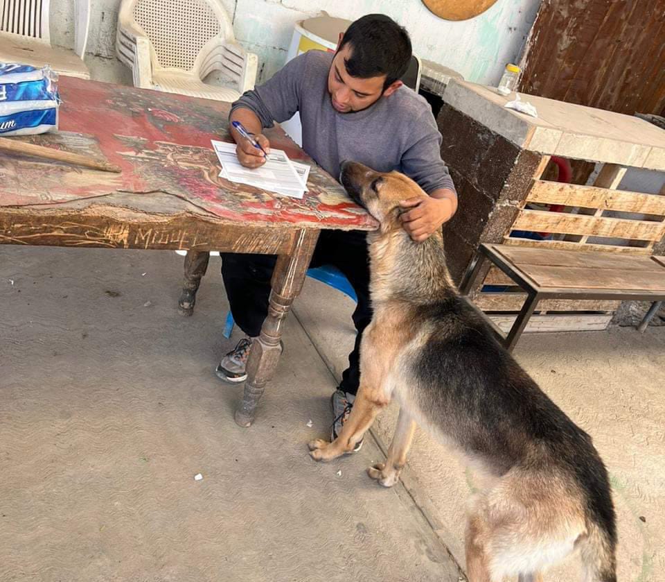 ¡Dale amor a un perrito! Súmate al voluntariado de verano del refugio de lomitos de SLP