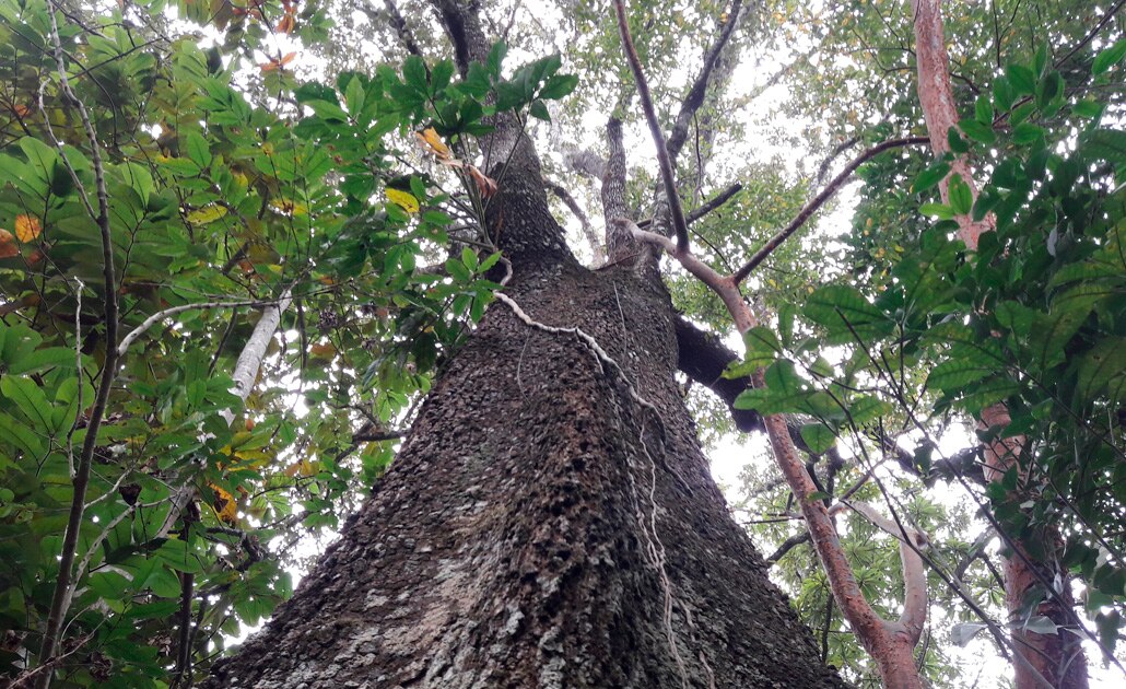 Servicios Municipales recibe hasta 15 solicitudes semanales para poda de árboles