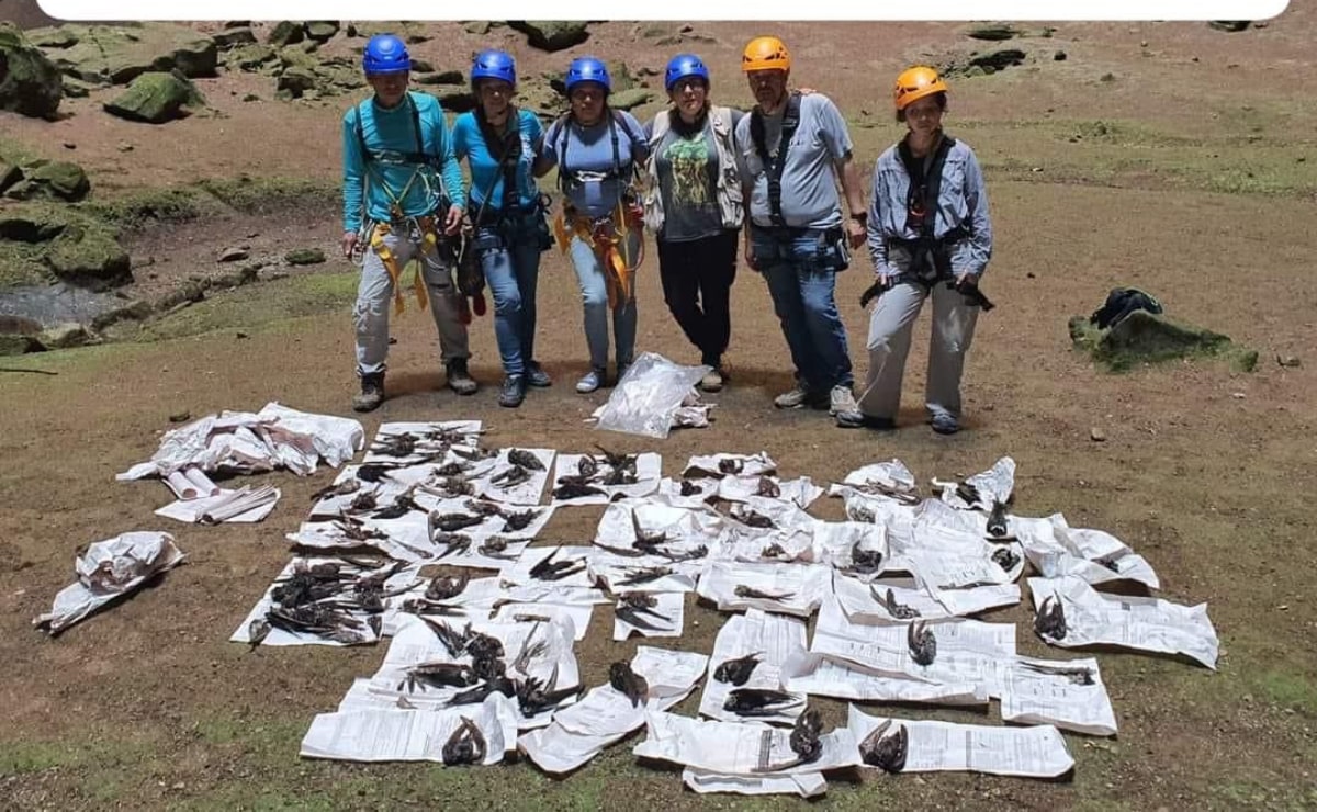 Gobierno de SLP busca sancionar a grupo Vidanta por sobrevolar el Sótano de las Golondrinas