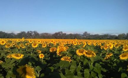 Conoce los famosos campos de girasol en Cerritos; planean ruta turística 