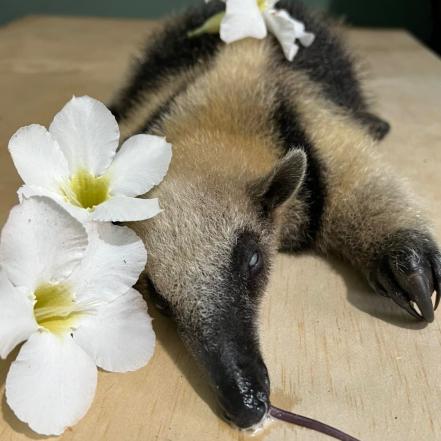 Fallece ejemplar de oso Tamandua rescatado en la Huasteca, especie en peligro de extinción