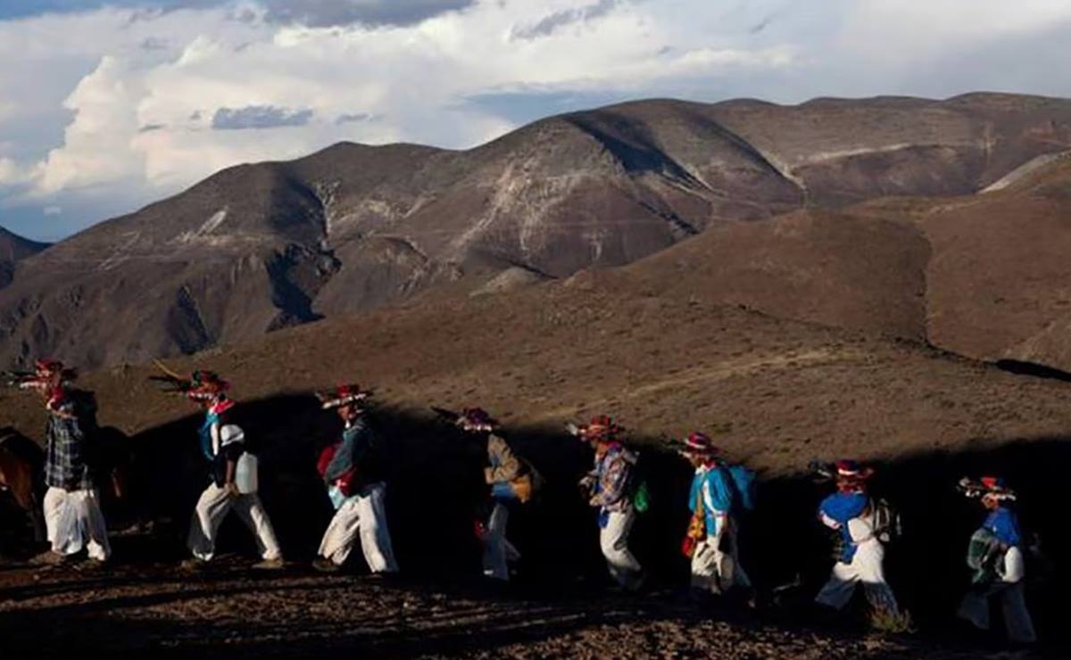 “Se acaba nuestro pueblo”: denuncian extracción ilegal de peyote en SLP