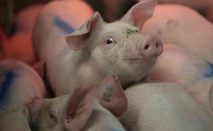 Mexico puede importar cerdo de 10 países, además de EU: Sagarpa