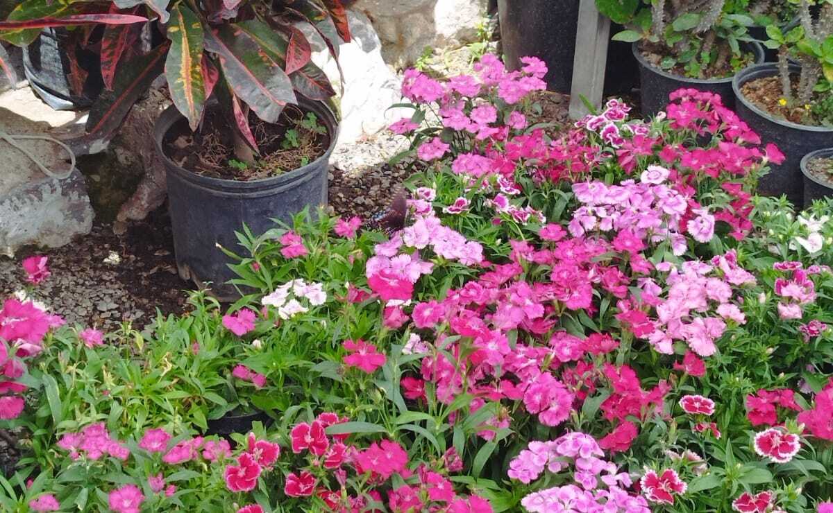 ¡Atención, amantes de las plantas! Llega Festival de las Flores a Soledad