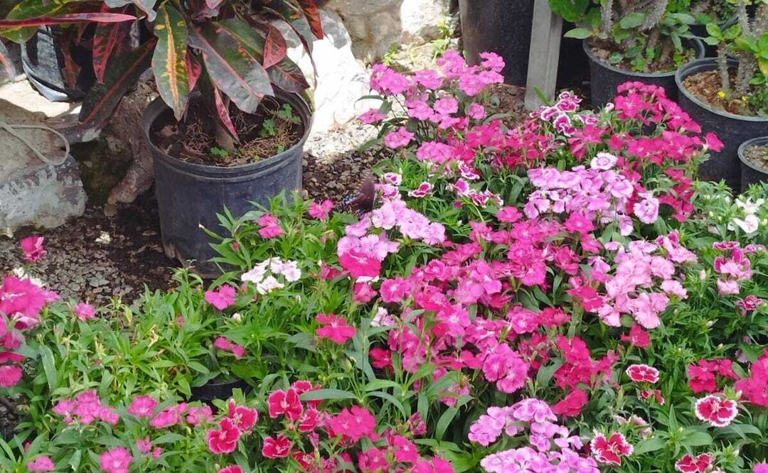 ¡Atención, amantes de las plantas! Llega Festival de las Flores a Soledad. Foto: Nancy Lizet Hernández