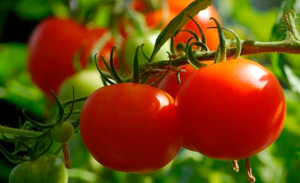 Foto: Pixabay | El Universal