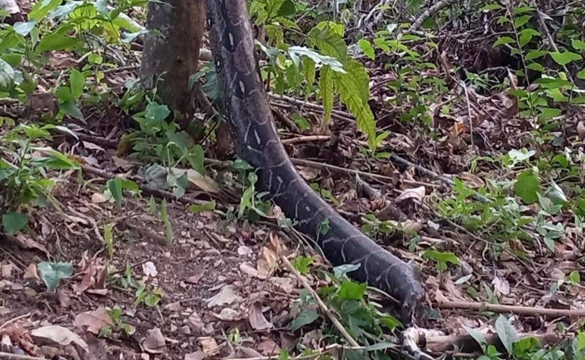La serpiente fue encontrada con signos de haber sido asesinada a machetazos. Foto: Especial