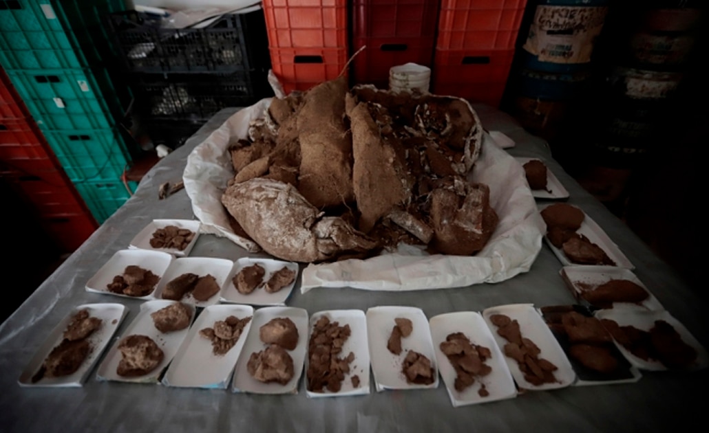 Hallan fósiles de mamut de hace 13 mil años en Jalisco