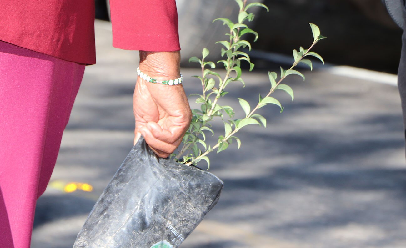 Donan 60 mil plantas a ayuntamiento capitalino