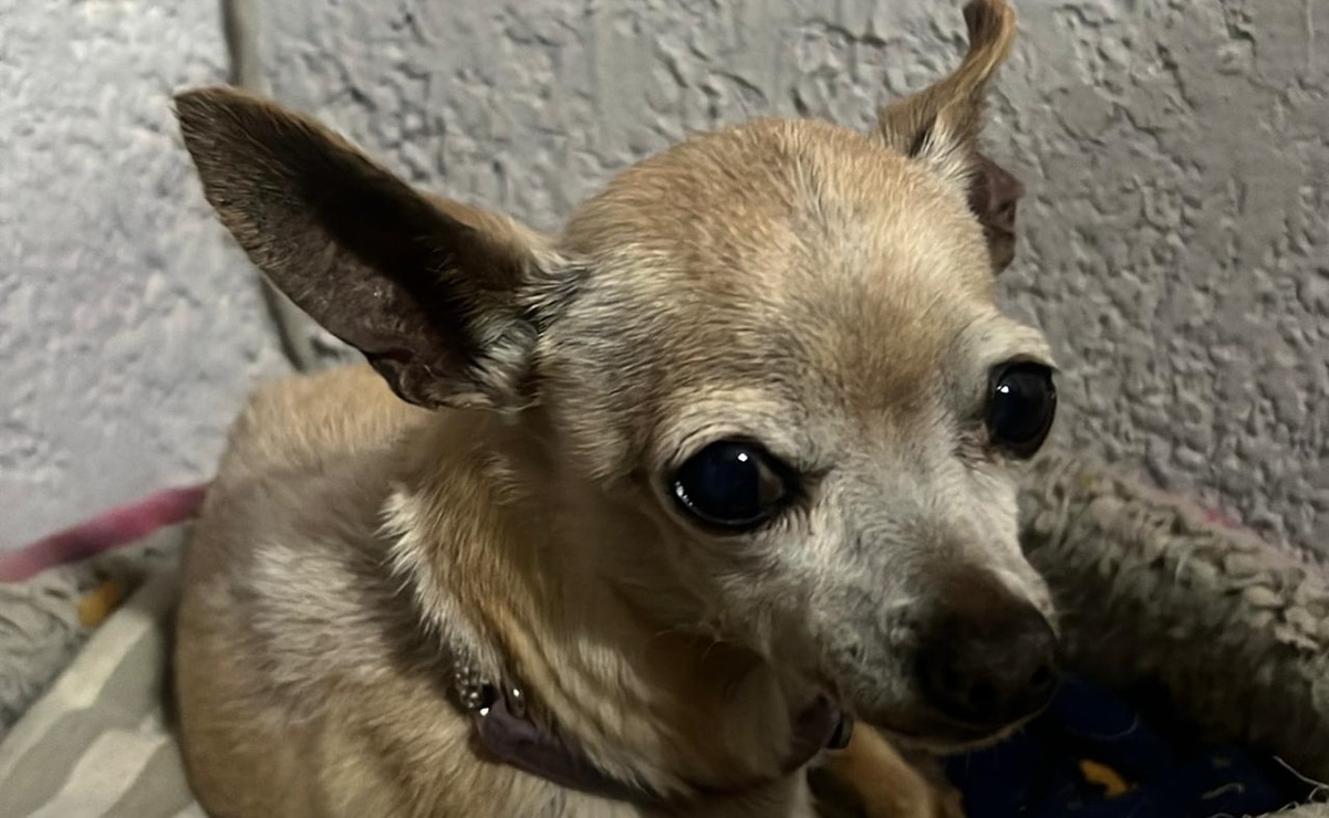 Perrita Chucha murió por la pirotecnia lanzada por una iglesia en la capital de SLP. Foto: Cortesía