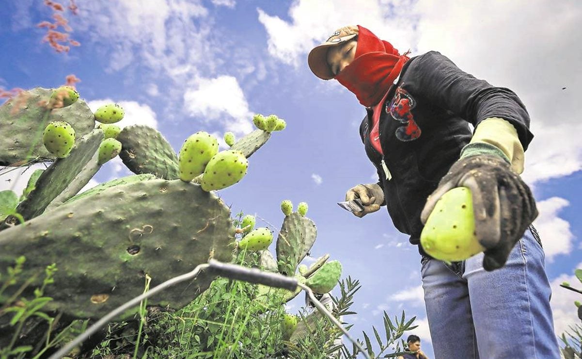 Temporada de tunas: ¿Cuándo empieza y cuántas produce San Luis Potosí?