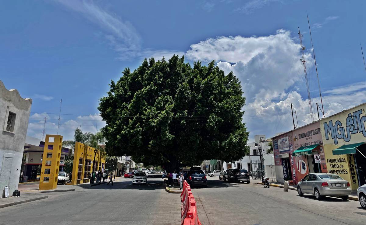Árboles de Reforma serán reconocidos como patrimonio urbano de SLP