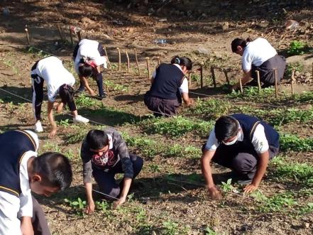 Cobach de Matlapa, SLP, rescata patio escolar y siembran un centenar de girasoles