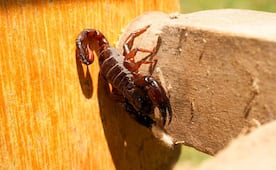 ¡Cuidado! Arañas, alacranes, cucarachas y mosquitos invaden SLP por el calor