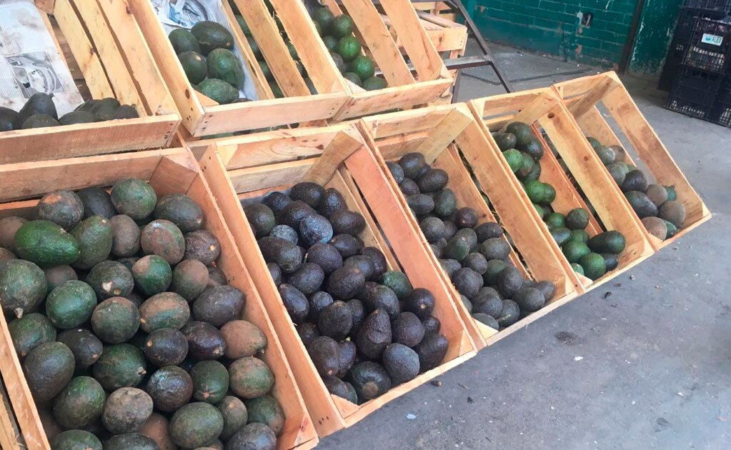 Costo de aguacate no ha mermado su venta 