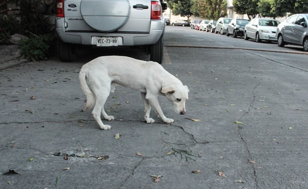 Regidores piden perfeccionar reglamento de cuidado animal en capital potosina
