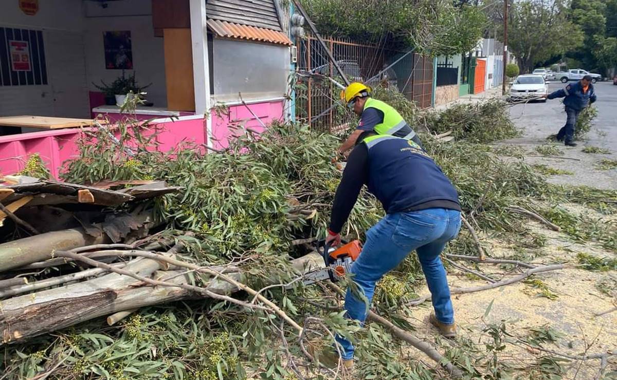 Fuertes ráfagas de viento dejan daños en 18 escuelas de San Luis por caída de árboles