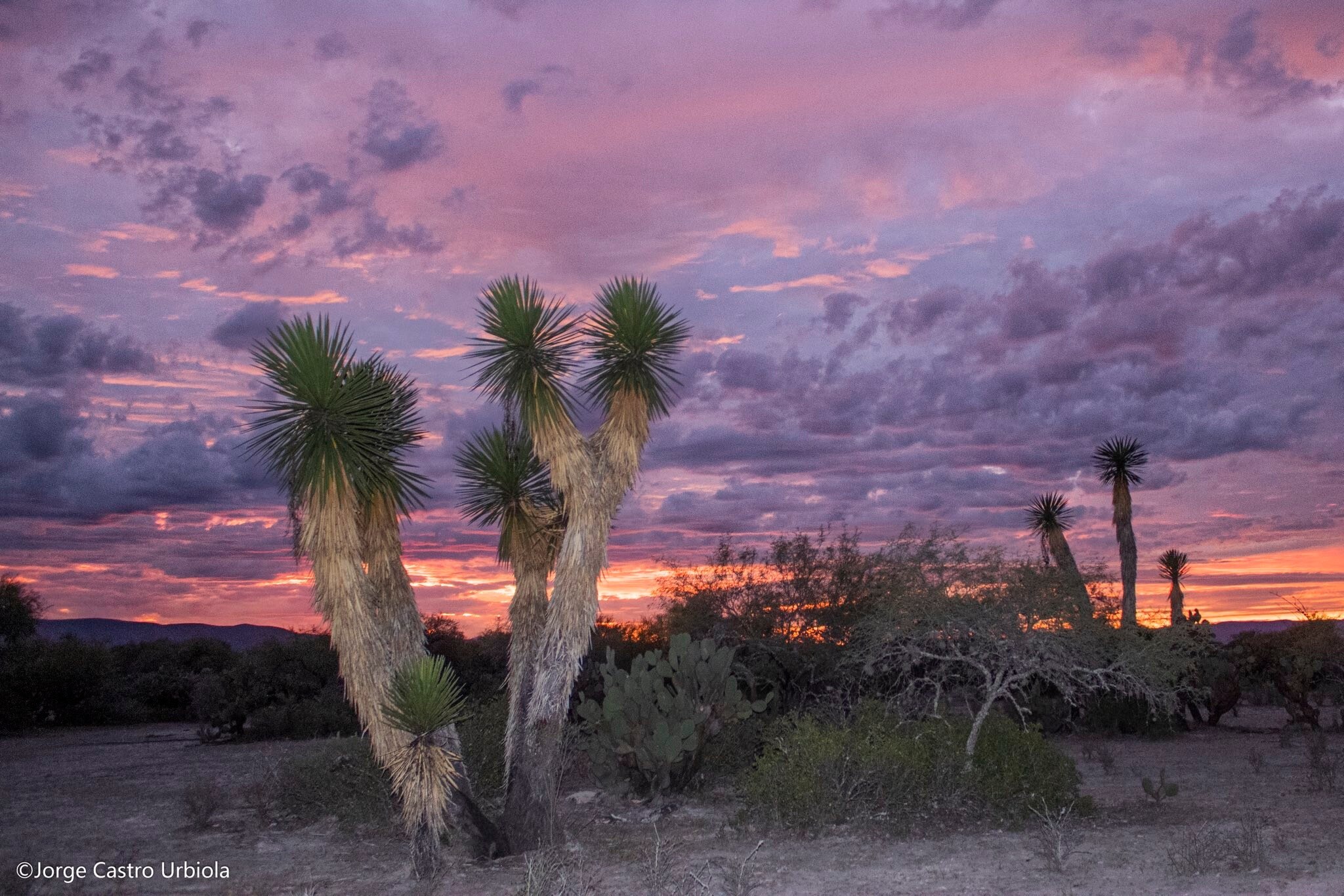 Semidesierto potosino
