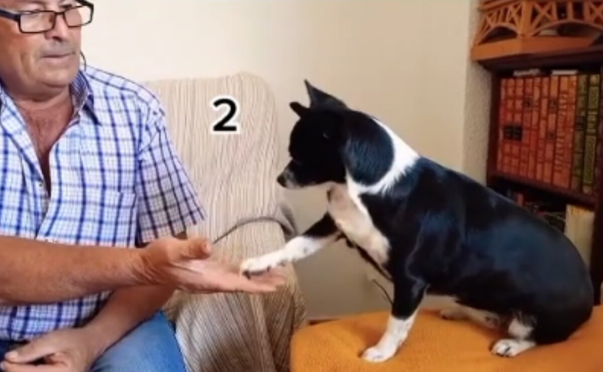 Enseñan a su perrita a hacer cuentas y se viraliza en TikTok