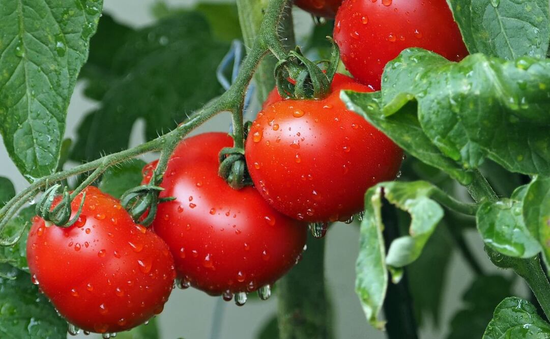 Economía SLP. ¿A dónde se exporta el jitomate de San Luis Potosí?