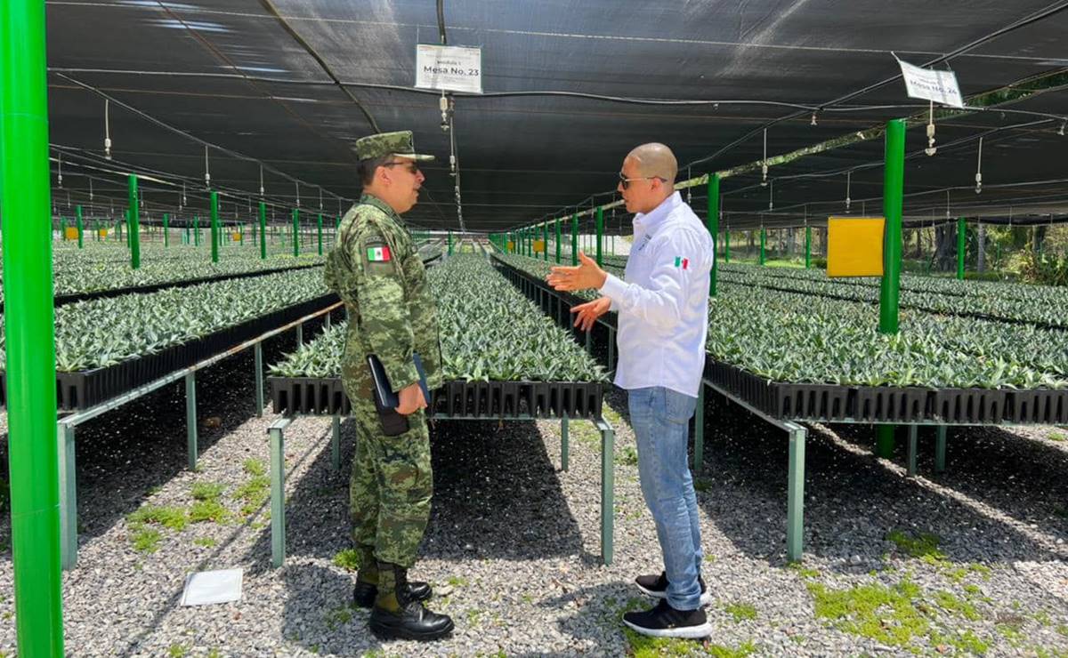 ¡San Luis Potosí más verde! Gobierno reforestará el estado con 350 mil plantas