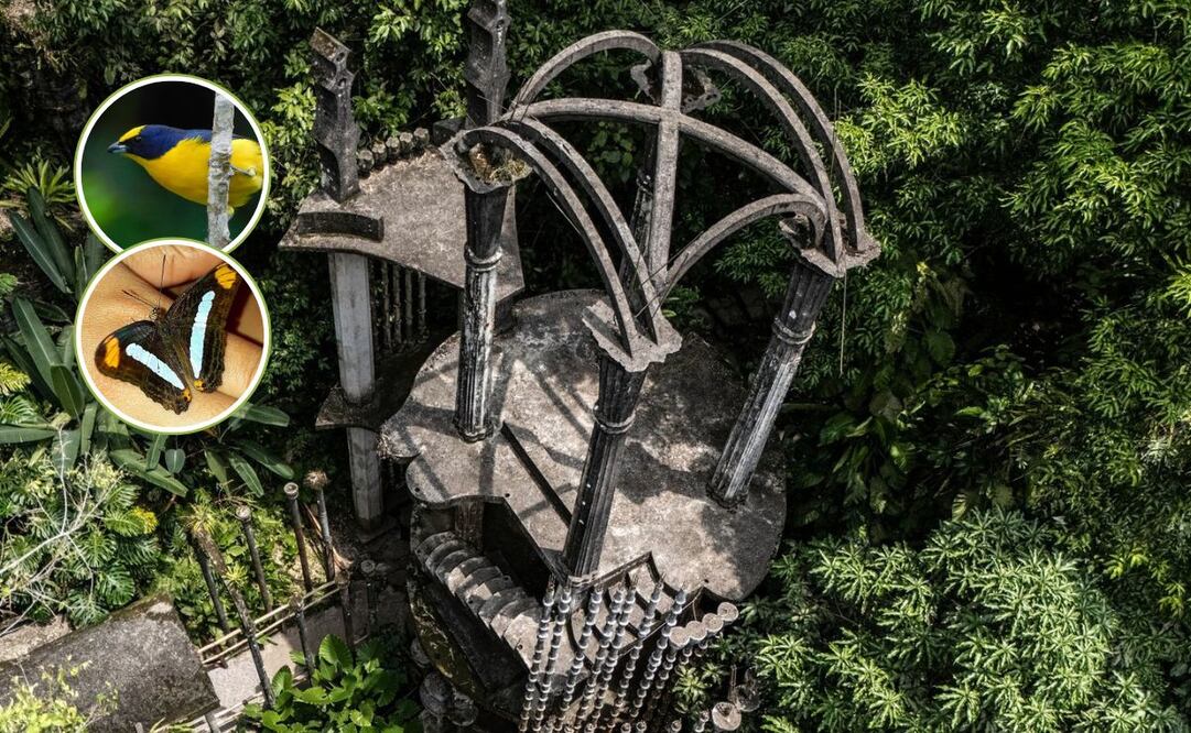 Es un santuario fascinante en el que converge una rica biodiversidad. Fotos: Especiales y Jardín Escultórico Edward James, Las Pozas