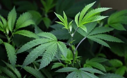 Un muerto y casi 40 hospitalizados en EU por consumir marihuana sintética