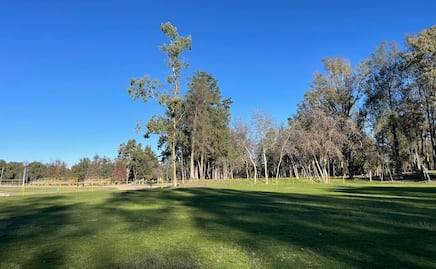 Cambio de Ruta convoca a documentar el arbolado del parque Tangamanga