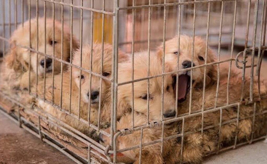 Buscan regular criaderos de animales