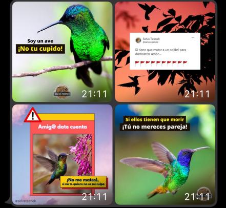 Activistas en SLP llaman a no utilizar colibríes para “amarres” este 14 de febrero