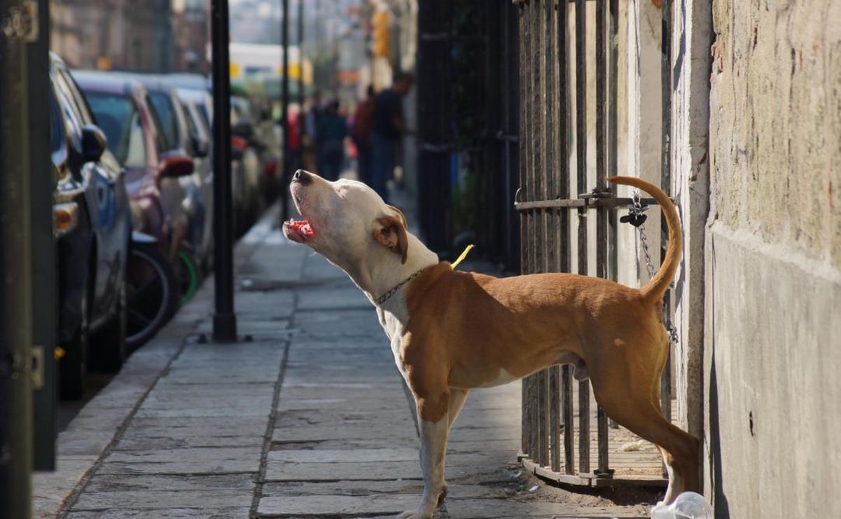 Maltrato animal. Estudiantes arrollan a perro con una motocicleta en San Luis Potosí