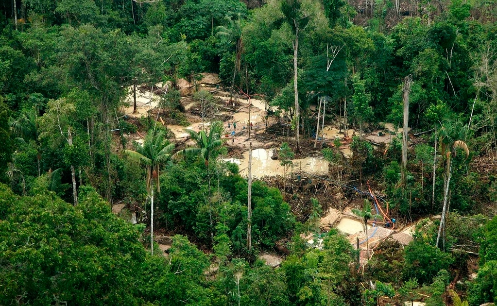 Pide Coparmex atender tala clandestina en la Huasteca