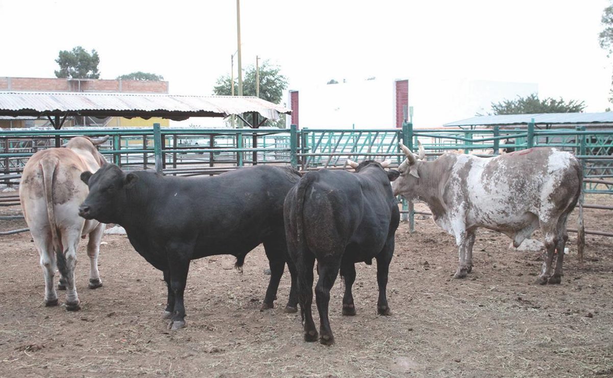 Rastro de Peñasco en San Luis Potosí, cerca de la certificación TIF