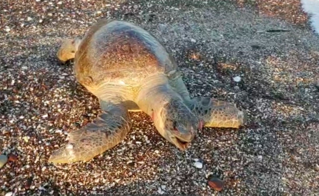 Graban video de muerte de tortuga marina en Mar de Cortés; culpan a Grupo México