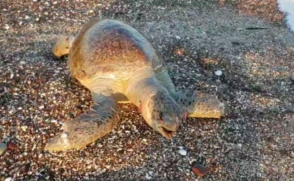 Graban video de muerte de tortuga marina en Mar de Cortés; culpan a Grupo México