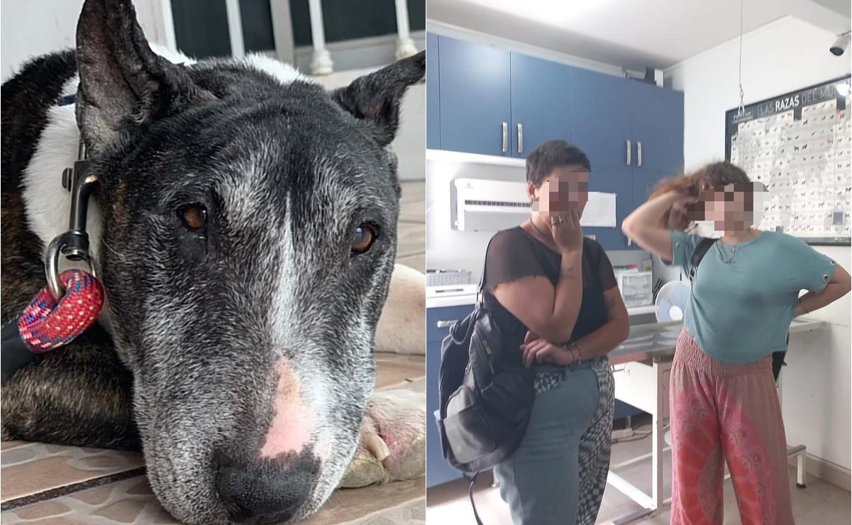 Justicia para “Tai”, mujeres roban perro y lo sacrifican en San Luis Potosí