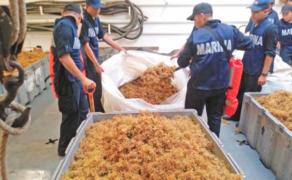Recolectan 38 mil 892 toneladas de sargazo