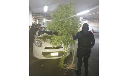Detienen a hombre con planta de marihuana como copiloto 