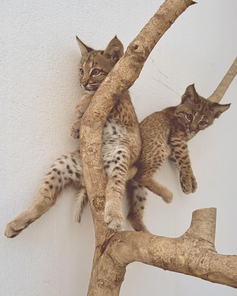 Linces de Selva Teenek. Foto: Selva Teenek Ecopark